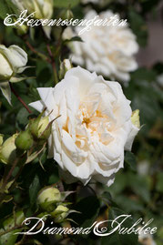 Rosen Hexenrosengarten Teehybride Boerner weiß creme Diamond Jubilee