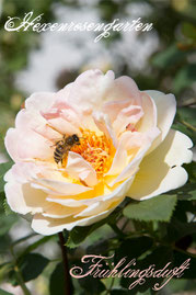 Rosen Hexenrosengarten Strauchrose Frühlingsrose Kordes rosa gelb Frühlingsduft