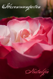 Rosen Hexenrosengarten Edelrose Tantau weiß rot mehrfarbig Nostalgie