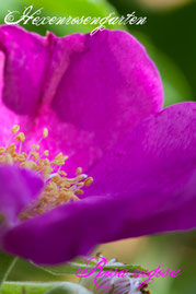 Rosen Hexenrosengarten Wildrose Kartoffelrose pink Duftrose Rosa rugosa