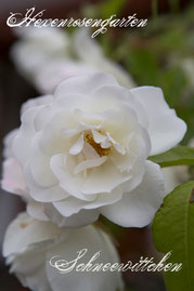 Rosen Hexenrosengarten Strauchrose Kordes Hochstamm weiß Schneewittchen