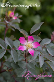 Rosen Hexenrosengarten Strauchrose Wildrose Südeuropa pink weiß blau Rosa glauca