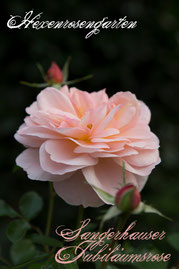 Rosen Hexenrosengarten Beetrose Kordes abricot Sangerhäuser Jubiläumsrose