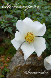Rosen Hexenrosengarten Zwergrose Kordes weiß Sonnenröschen