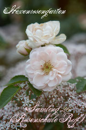 Rosen Hexenrosengarten Zwergrose Werner Ruf rosa Sämling 26