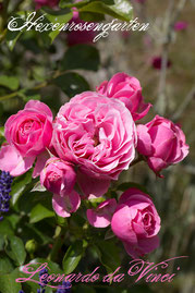 Rosen Hexenrosengarten Floribunda Meilland rosa pink Leonardo da Vinci