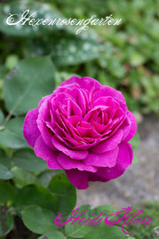 Rosen Hexenrosengarten Beetrose Tantau pink Duftrose Heidi Klum