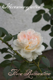 Rosen Hexenrosengarten Strauchrose Meilland weiß Flora Romantica