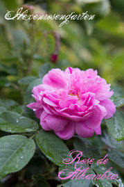 Rosen Hexenrosengarten Damaszener Sport Rose de Resht Werner Ruf Duftrose rosa Rose de Alhambra