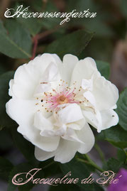 Rosen Hexenrosengarten Strauchrose Harkness weiß Jacqueline du Pre