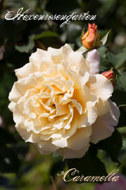Rosen Strauchrose Kordes abricot Caramella Hexenrosengarten