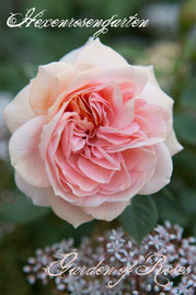 Rosen Hexenrosengarten Beetrose Kordes rosa abricot Garden of Roses