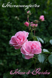 Rosen Hexenrosengarten Beetrose Kordes rosa Home & Garden