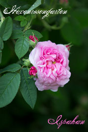 Rosen Hexenrosengarten Damaszener Persien rosa Duftrose Ispahan