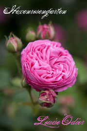 Rosen Hexenrosengarten Bourbonrose Margottin pink Duftrose Louise Odier