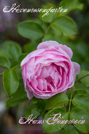 Rosen Hexenrosengarten Beetrose Tantau rosa Hans Gönnewein