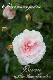 Rosen Strauchrose Kordes rosa Bremer Stadtmusikanten Hexenrosengarten