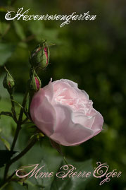 Rosen Hexenrosengarten Bourbon Verdier rosa creme Duftrose Mme Pierre Oger