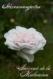 Rosen Hexenrosengarten Bourbon Beluze rosa porzellan Souvenir de la Malmaison