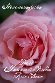 Rosen Hexenrosengarten Floribundarose Warrinie rosa Poesie - Jackson & Perkins Rose Poesie