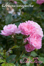 Rosen Hexenrosengarten Polyantha Bentall rosa The Fairy