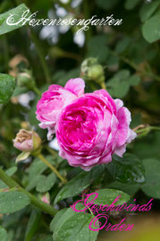 Rosen Hexenrosengarten Rambler Geschwind pink weiß mehrfarbig Geschwinds Orden