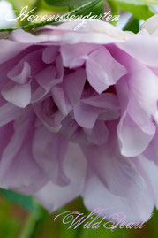 Rosen Hexenrosengarten Rugosa Ruf lila mauve Wild Pearl