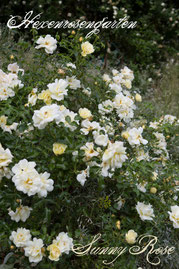 Rosen Hexenrosengarten Bodendeckerrose Kordes gelb Sunny Rose