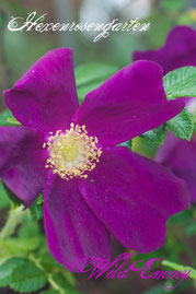 Rosen Hexenrosengarten Rugosa Ruf pink blau Wild Emmy