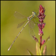 Südliche Binsenjungfer - Lestes barbarus - Männchen