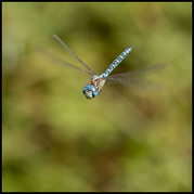 Südliche Mosaikjungfer - Aeshna affinis - Männchen