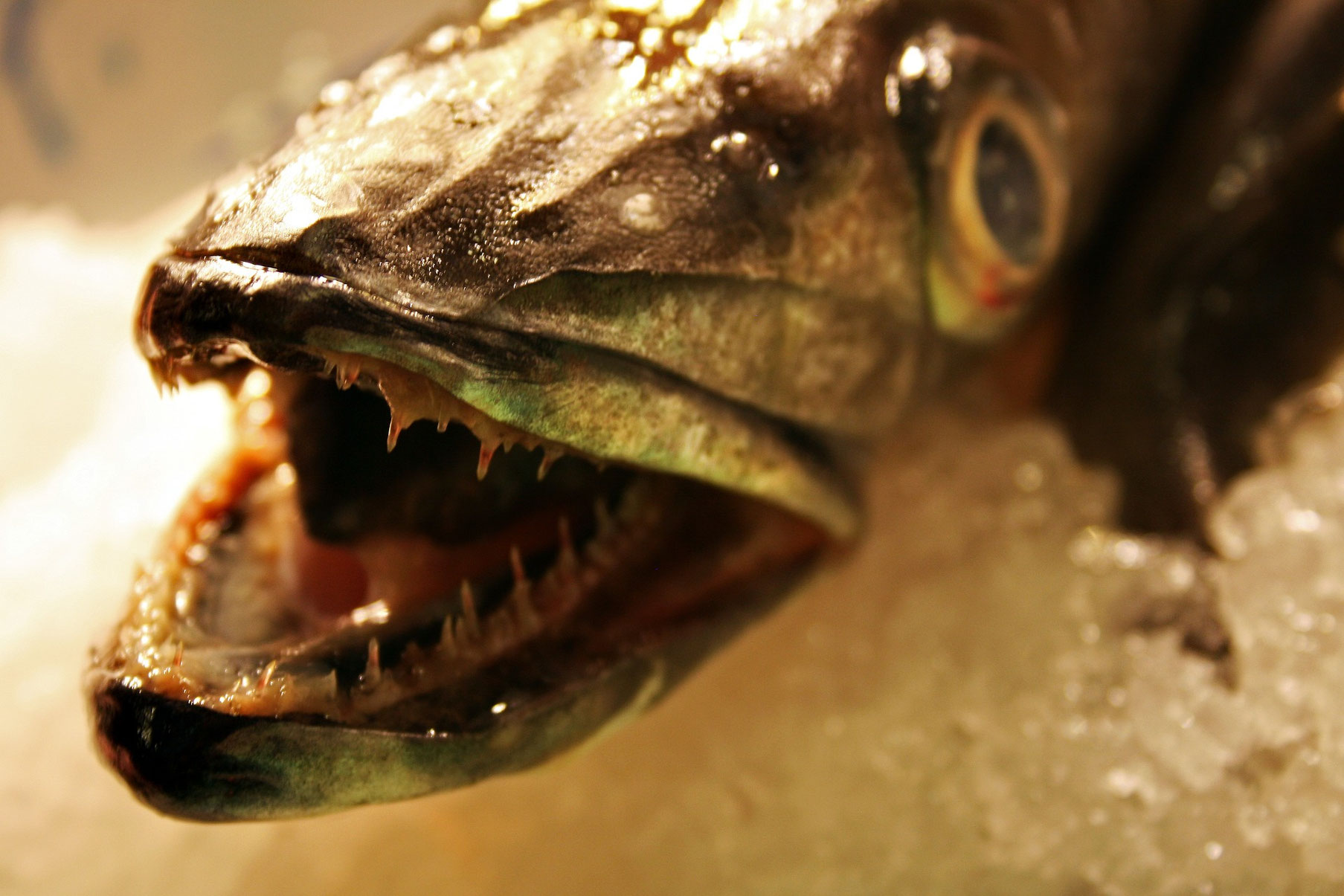 Aula de Culinária de Peixe, Peixe, Marisco, Peixe, Garenelen, Caranguejos, Mexilhões, Lula, Escola de Culinária do Algarve, Peixe Fresco, Comida de Peixe, Kulinarium Academy, Martins Kulinarium, Carvoeiro, Algarve, Lagoa, Portugal, Peixe Atlântico, Mercad