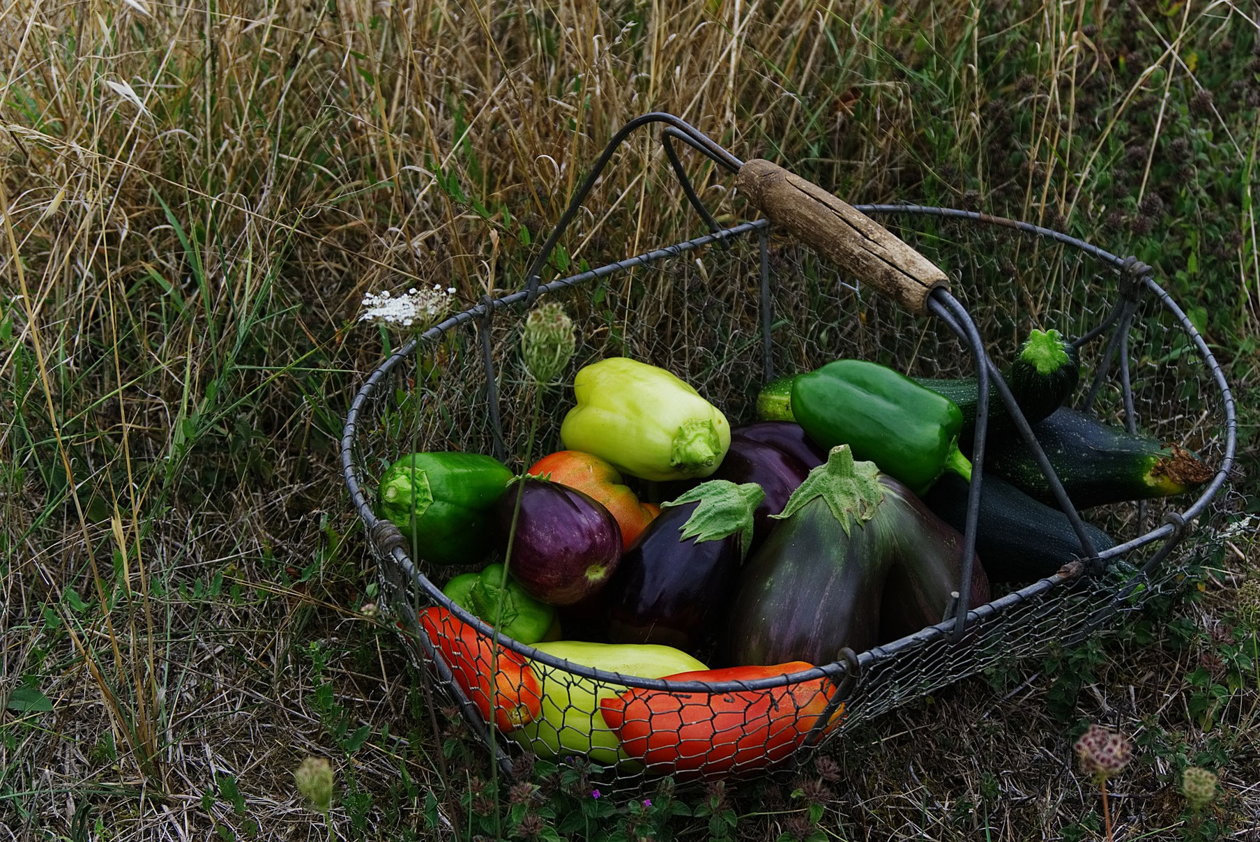 Vegetarischer Kochkurs, Vegetarisch, Kochen, Kochen lernen, Kochschule Algarve, Kochkurs, Gemüse, Früchte, Obst, Kräuter, Essbare Pflanzen, Carvoeiro, Lagoa, Algarve, Portugal, Kulinarium Academy, Martins Kulinarium, Salat, Käse, Gemüsemarkt, Portimao,