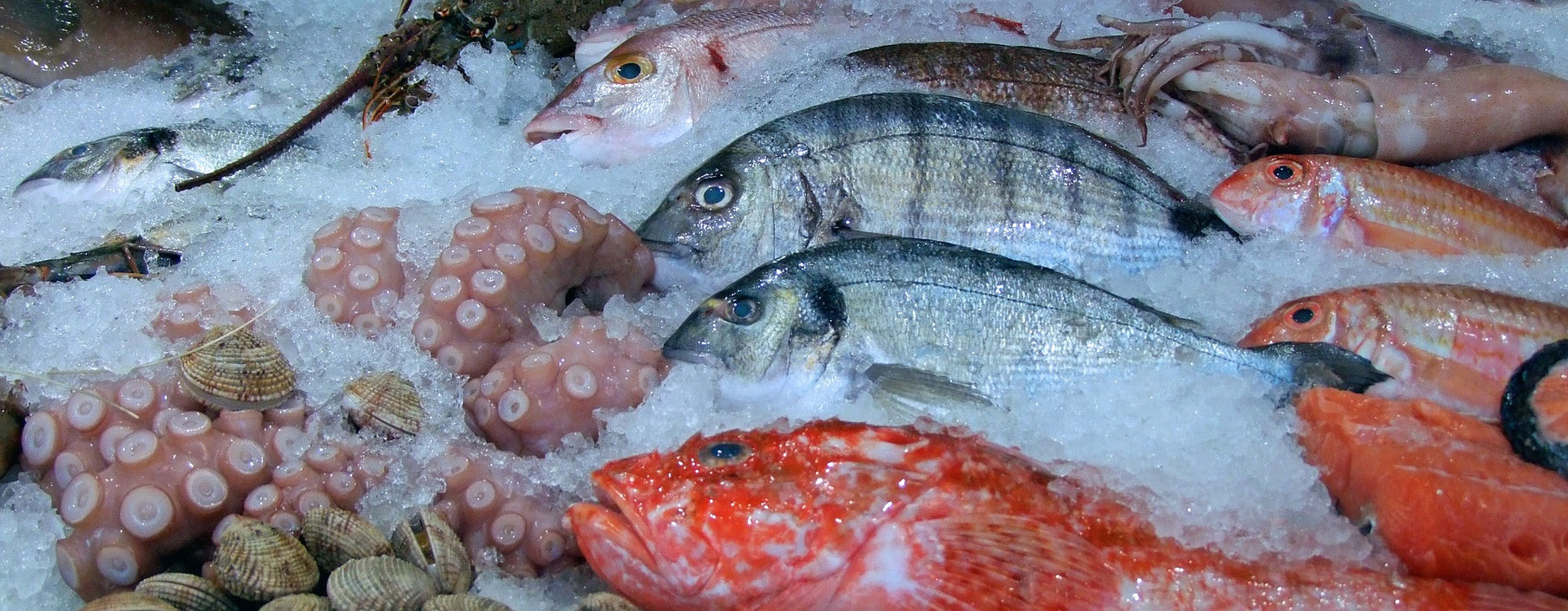Fisch Kochkurs, Fische, Meeresfrüchte, Fisch, Garenelen, Krabben, Muscheln, Tintenfische, Kochschule Algarve, frischer Fisch, Fisch Essen, Kulinarium Academy, Martins Kulinarium, Carvoeiro, Algarve, Lagoa, Portugal, Atlantikfisch, Fischmarkt, Portimao,