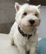 Nico ( West-Highland-Terrier )