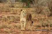 Safari - Kenia