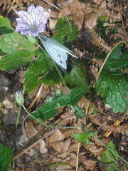 Mezza giornata passata a rincorrere questa farfalla.Alla fine c'è l'ho fatta,immortalata mentre si posa sul fiore.