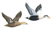 COMMON EIDERS