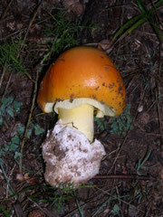 Amanita caesarea, photo RF