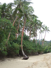 Palm tree damaged by the strong current