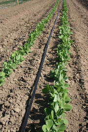 peas in the field !