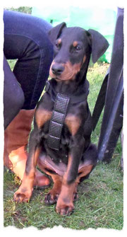 Doberman à l'école pour chiots à Dax