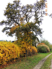 Ein Weikistrauch will hoch hinaus und erklimmt den Birnenbaum