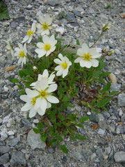 Silberwurz "Dryas octopetala"