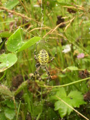 Zebraspinne oder Wespenspinne "Argiope bruennichi"auf der Lauer