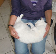 Katze Heilung Marion Schäfer-Staudigl