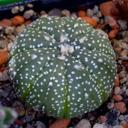 Astrophytum asterias spec. Texas