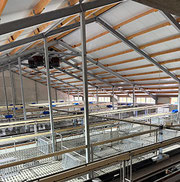 Blickk in einen modernen Kälberstall für 950 Kälber