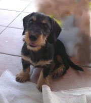 Astor