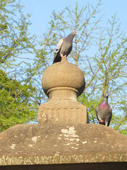 「私にも登らせて~」鳩ぽっぽB